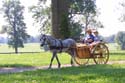 Carriage Roudup at Kentucky Horse Park
